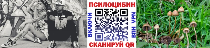 где купить   Дубовка  Псилоцибиновые грибы MAGIC MUSHROOMS 